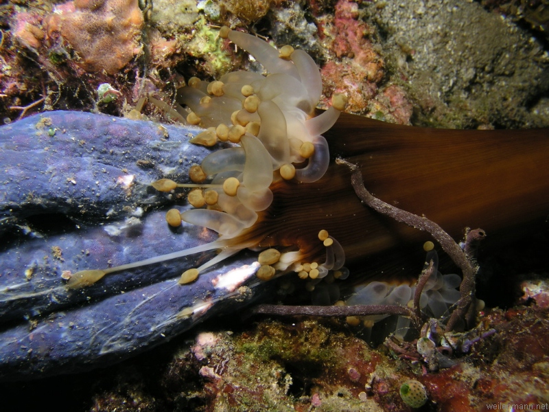 Anemone eats Starfish